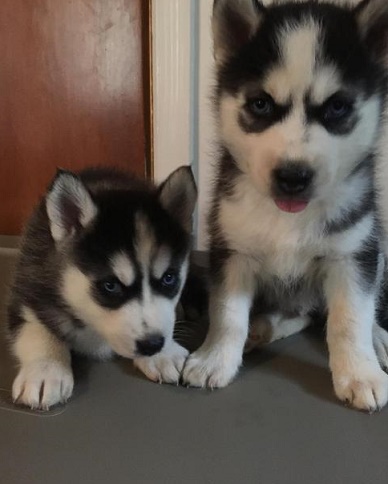 Lovely Face Siberian Husky Puppies. Text us. 443-961-4784 Image eClassifieds4u