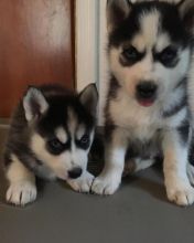 Lovely Face Siberian Husky Puppies. Text us. 443-961-4784 Image eClassifieds4U