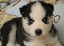 Very Sweet Charming Siberian Husky Puppies Text us. 443-961-4784 Image eClassifieds4U