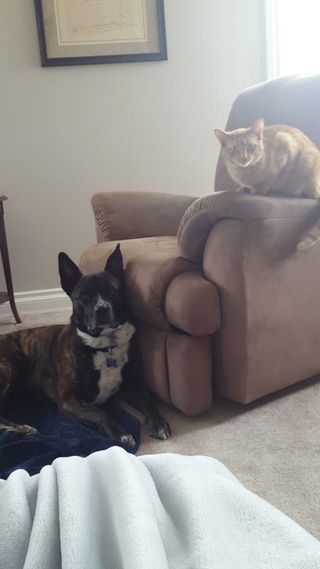 Pitbull X Husky Image eClassifieds4u