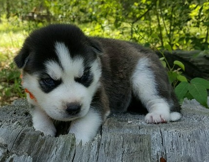 Sweet Siberian Husky Puppies. Text us. 443-961-4784 Image eClassifieds4u