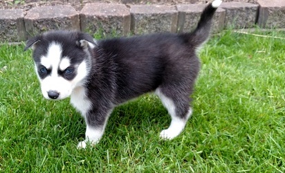 TWO Siberian Husky Puppies(443)-961-4784 Image eClassifieds4u