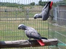 Awesome African Gray Parrot