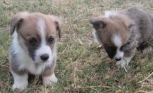 clean Pembroke Welsh Corgi Puppies text at (240) 583-13 64