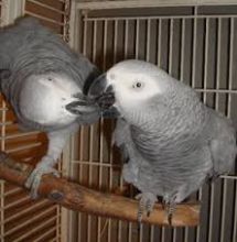 Friendly male and female Congo African Grey Parrots