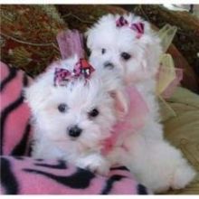 Pure White Maltese Ready for New Home text us only via # (240) 583-1364