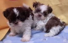 Shit Tzu Puppies for Adoption