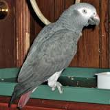 Two African Grey Parrots for Adoption