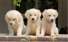 Two golden retriever puppies for adoption .