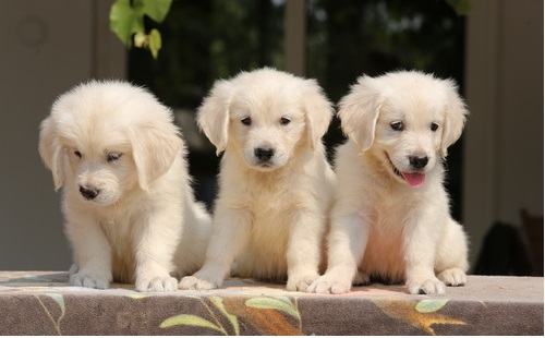 Attractive Golden Retriever Puppies Image eClassifieds4u