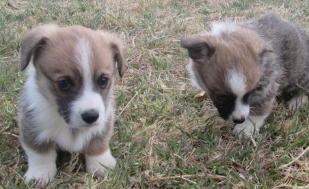 clean Pembroke Welsh Corgi Puppies text at (240) 583-13 64 Image eClassifieds4u