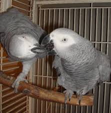 Friendly male and female Congo African Grey Parrots Image eClassifieds4u