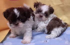 gorgeous shih tzu puppies for adoption Image eClassifieds4u