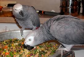 Lovely African Grey Parrots for sale Image eClassifieds4u