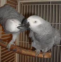 Friendly male and female Congo African Grey Parrots Image eClassifieds4U