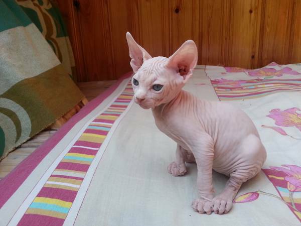 **Sphynx Kittens for adoption Image eClassifieds4u