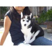 Adventurous and Clever siberian husky puppies for Free