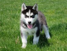 Afectionate Siberian Husky Puppies for Sale
