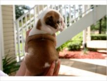 Bulldog Puppies for Adoption