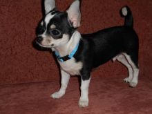 Chihuahua Puppy