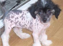 Chinese~~Crested~~Hairless~~Puppies