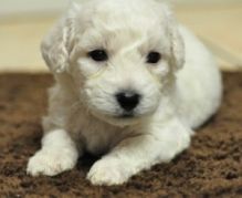 Cute And Lovely Bichon Frise Puppies For Adoption.