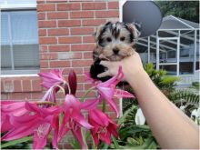 Cute Teacup Yorkie Puppies For Free Adoption