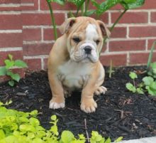 English Bulldog Pups for Sale