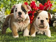 Gorgeous English Bulldog puppies available