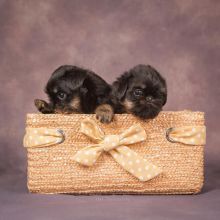 Gorgeous Yorkie Pup Available
