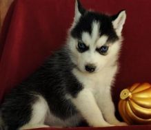 Malamute x Siberian Husky