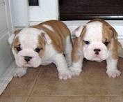 Male and Female English Bulldog Puppies