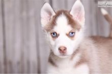 Outstanding Blue Eyes Siberian Husky puppies