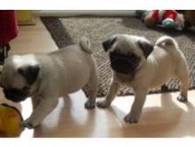 Pug Puppies