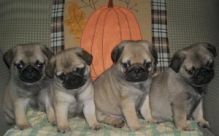 Pug Puppies for a home adoption