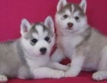 Siberian Husky x Alaskan Malamute Puppies For Adoption -