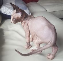 TICA Registered Sphynx Kittens for Adoption