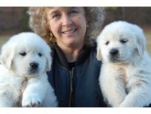 Two Golden Retriever Puppies