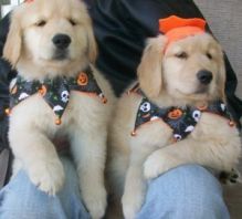 Two Gorgeous, quality AKC Golden Retriever puppies