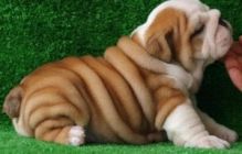 Two Healthy Tiny English Bulldog Puppies