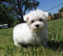 Two Teacup Maltese Puppies Needs a New Family