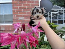 Yorkshire puppies