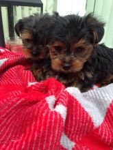 Yorkshire Terrier Puppy's For Sale
