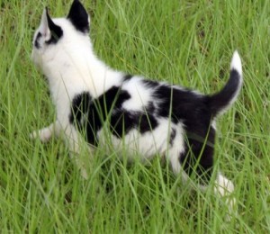 Alaskan Klee Kai Puppies for Sale Image eClassifieds4u