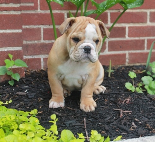 English Bulldog Pups for Sale Image eClassifieds4u