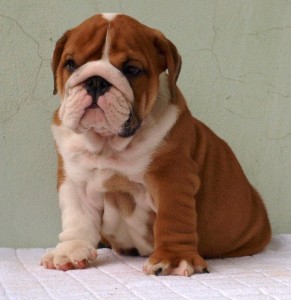Excellent English Bulldog puppies Image eClassifieds4u