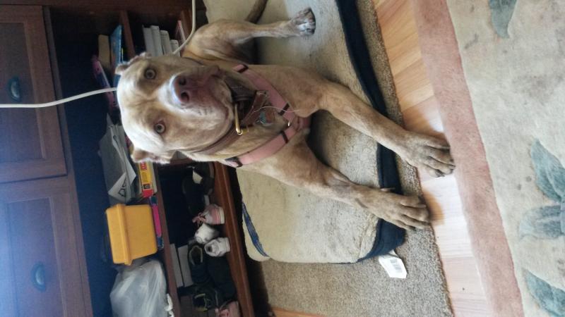 Female pittbull Image eClassifieds4u