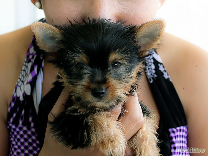 Lovely Yorkie Puppies Image eClassifieds4u