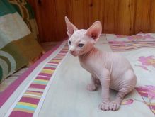 **Sphynx Kittens for adoption Image eClassifieds4U