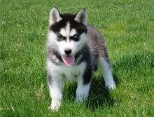 Afectionate Siberian Husky Puppies for Sale Image eClassifieds4U